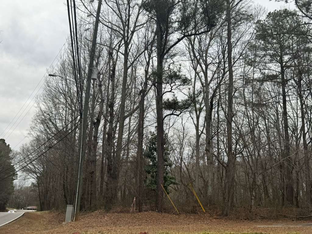 Future church land - Trees